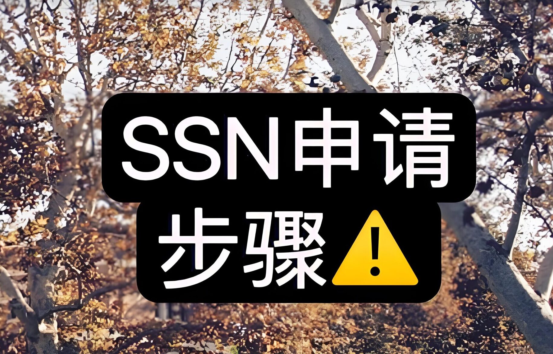 2025年如何找回SSN？美国社会安全号补办、查询及安全建议全攻略